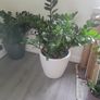 Zamioculcas Zamifolia planter Image 5