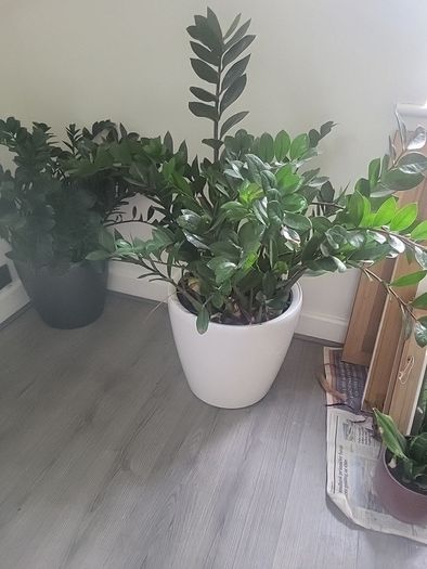 Zamioculcas Zamifolia planter