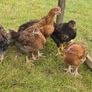 Welsummer off heat Chicks Image 4