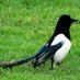 A Magpie