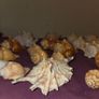 Sea Shell Collection Image 4