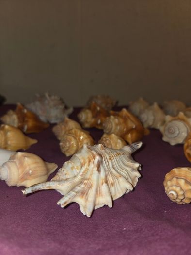 Sea Shell Collection