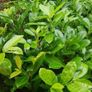 Laurel bare root hedging Image 2