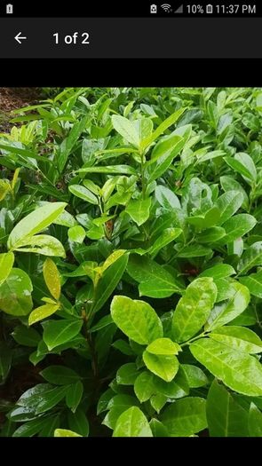 Laurel bare root hedging