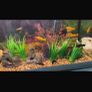 fish Image 6