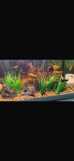 fish