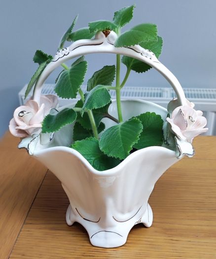 Cuban oregano, Indian borage, Indian mint, Mexican mint, Mexican oregano, and Spanish thyme (Plectranthus amboinicus). Medicinal herb.