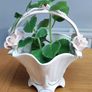 Cuban oregano, Indian borage, Indian mint, Mexican mint, Mexican oregano, and Spanish thyme (Plectranthus amboinicus). Medicinal herb. Image 5