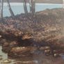 Lakeside trees / John MC Nulty Image 9