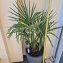 Plants bundle. Image 3