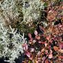 Plants and Shrubs TWO euros Image 5