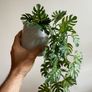artificial plant and pot x3 Image 2