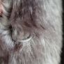 CALVIN KLEIN grey and black faux fur jacket - Sz M (Fit 10-14UK) - Bnwt Rrp 295 USD Image 10
