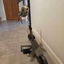 AOVOPRO ES80 Electric Scooter- Good Condition Image 2