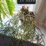 indoor plants Image 3