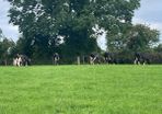 Fresh calved heifers