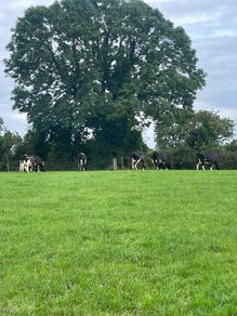 Fresh calved heifers