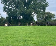 Fresh calved heifers