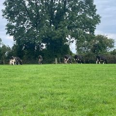 Fresh calved heifers