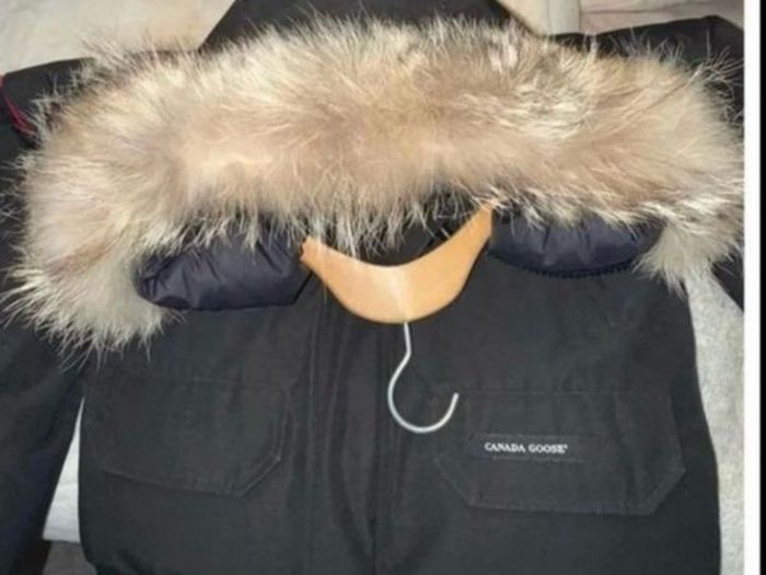 Canada goose