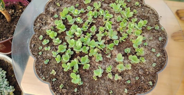Mother of Thousands