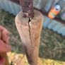 Blacksmiths  tongs Image 8
