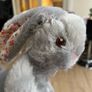 Cute Cuddly Rabbit x 2 Image 8