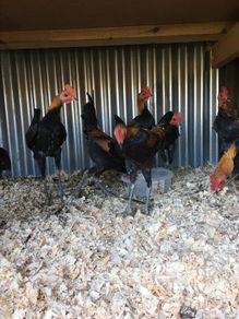 Modern game birds