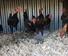 Modern game birds