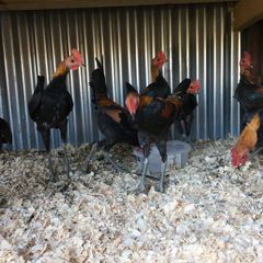 Modern game birds