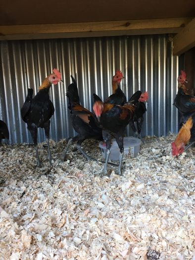Modern game birds
