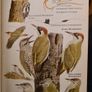 Birds Of Britain And Europe. The Hamlyn Guide. By Bertel Bruun. Illustrated By Arthur Singer. 516 Birds In Colour & 448 Maps. Paperback In FAIR CONDITION. 32.. Image 7