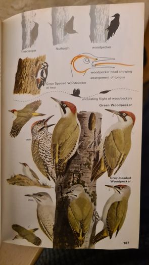 Birds Of Britain And Europe. The Hamlyn Guide. By Bertel Bruun. Illustrated By Arthur Singer. 516 Birds In Colour & 448 Maps. Paperback In FAIR CONDITION. 32..