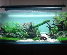 Large Aquarium | 150cm x55 x55 468L | Optiwhite | Braceless Rimless | 15mm thick glass