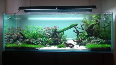 Large Aquarium | 150cm x55 x55 468L | Optiwhite | Braceless Rimless | 15mm thick glass