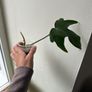 Philodendron Squamiferum Image 2