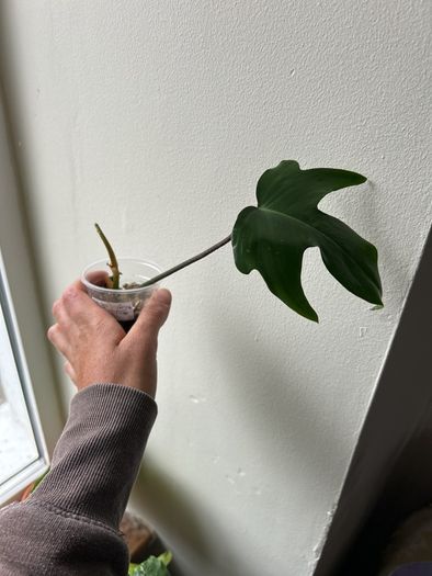 Philodendron Squamiferum