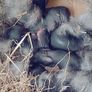 Rabbits. Quality Flemish Giants and Mini lops Image 10