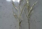 Gold Spray Leaves x 2 for Sale