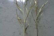 Gold Spray Leaves x 2 for Sale