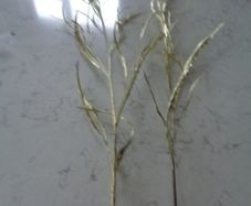 Gold Spray Leaves x 2 for Sale