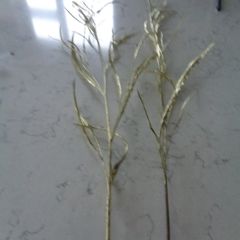 Gold Spray Leaves x 2 for Sale