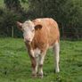 Springing heifers Image 8