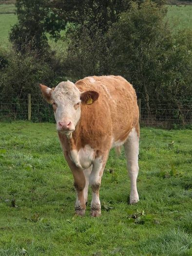 Springing heifers