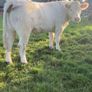 Charolais heifers Image 4