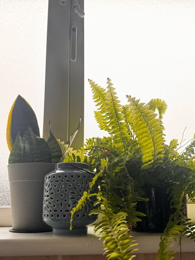 plants