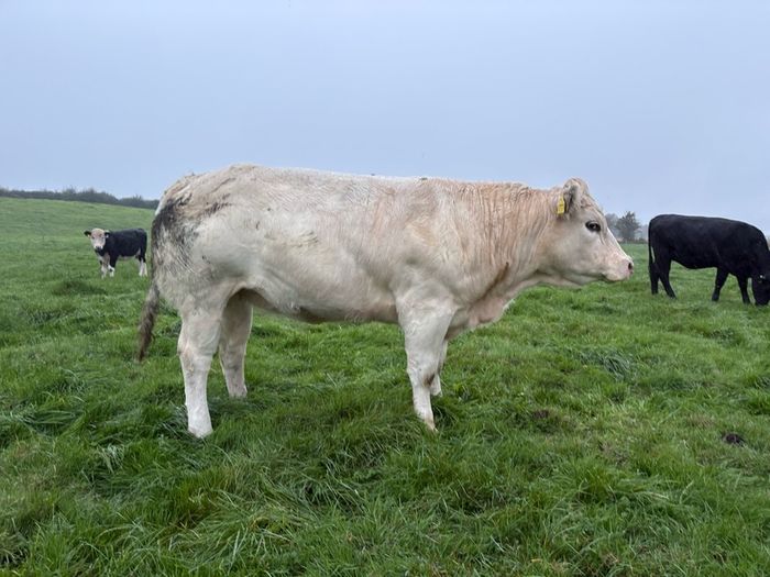 Heifers