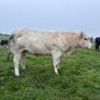 Heifers Image 5