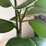 Ficus Elastica / Rubber Tree Image 3