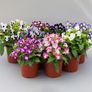 (T) Torenia Wishbone Flower Kauai Magenta seeds (10s) (415526) Image 4